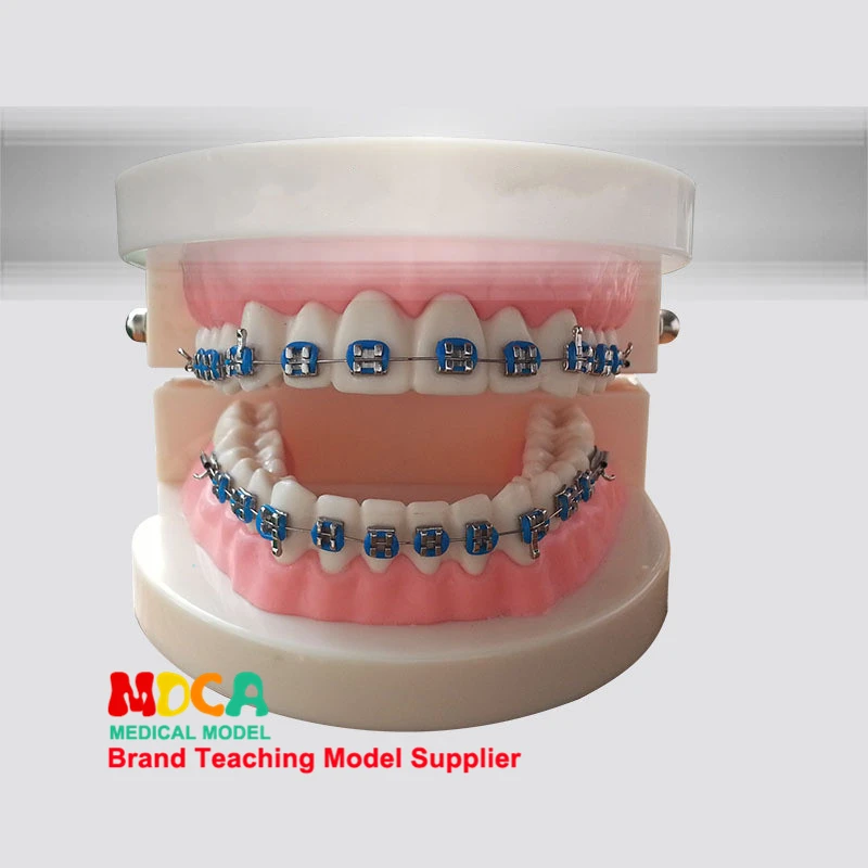 

Dental models, dental materials, AIDS, orthodontics teaching dentistry MYC003