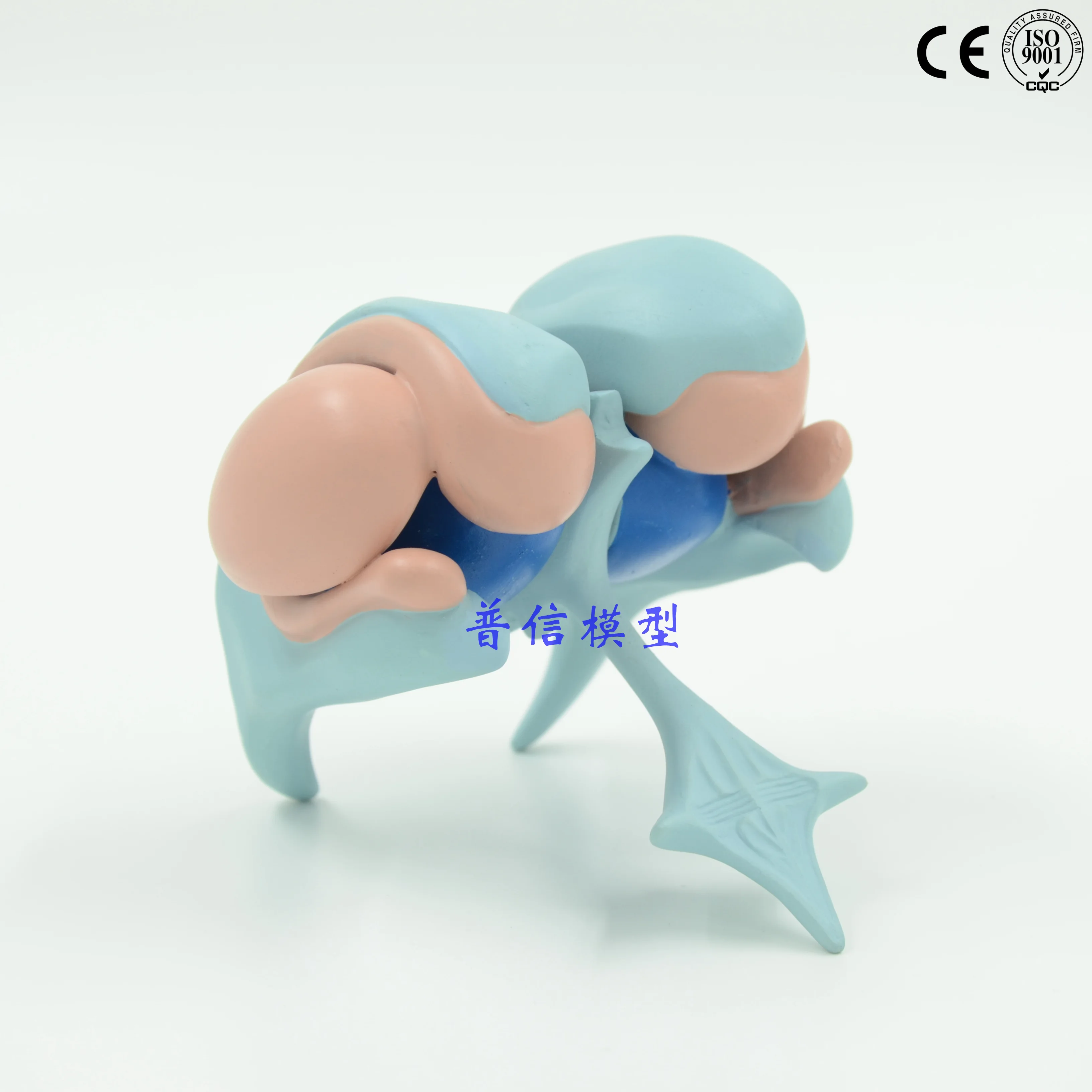 Модель для желудочка модель мозга | Канцтовары офиса и дома