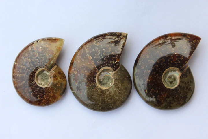 

3pcs 171g color FOSSILIZED SNAIL AMMONITE MINERAL . MULTI-COLOR FIRE