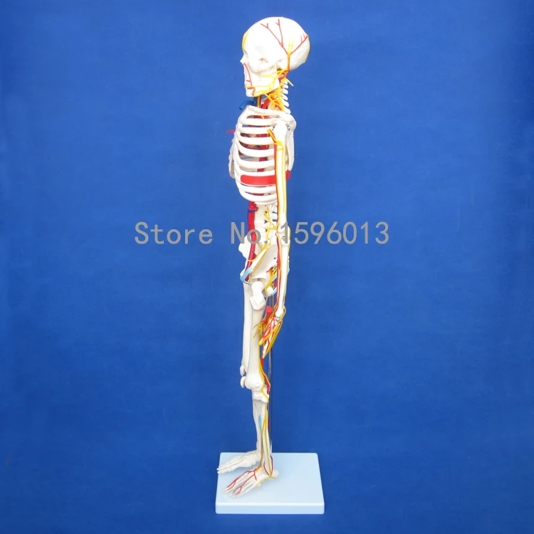 Горячая модель человеческого скелета 85 см с нервами и кровеносными составами |
