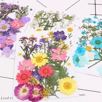 new diy flowers dried flowers matching materials childrens handmade plant specimens photo studio props