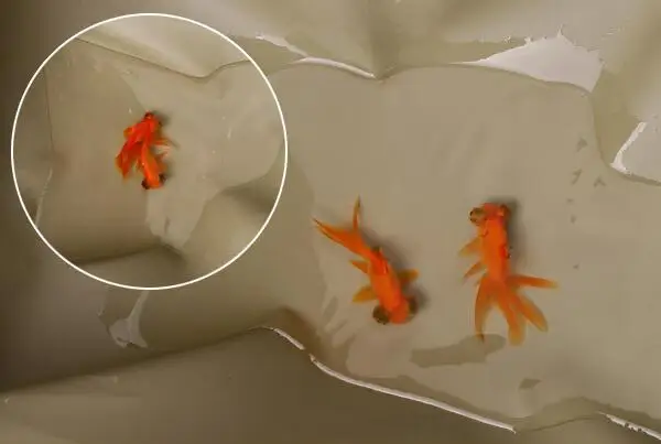 Рюкзак Тактический Защитный унисекс 40 л | Спорт и развлечения