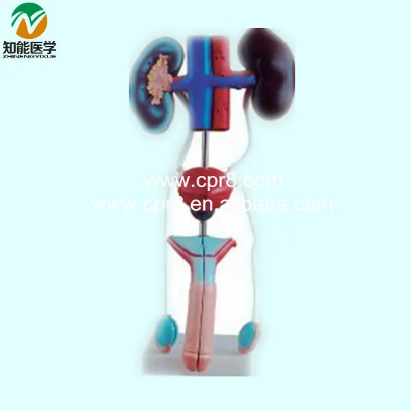 Модель мочевой системы (Мужская) Φ WBW418|urinary system models|model urinary systemsystem model |