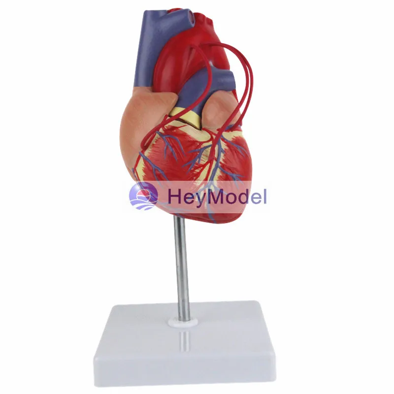 Увеличенная анатомическая модель медицинского сердца HeyModel с цифровым обводным
