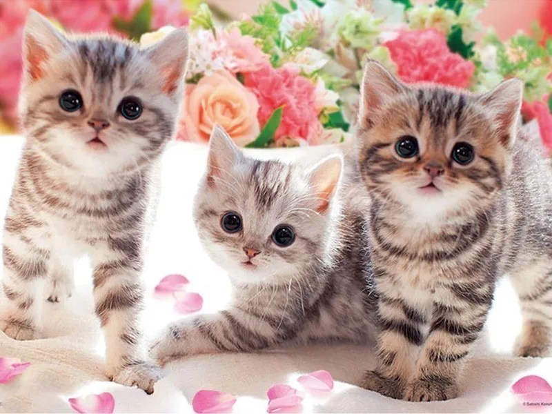 V8553 EverShine 5D Diamond Painting Animals Picture Of Rhinestones Diamond Embroidery Full Display Cat Cross Stitch Diamond Mosaic - Цвет: V8553