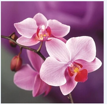 Новинка 2015 бесплатная доставка набор для рукоделия алмазная вышивка крестом 50x50