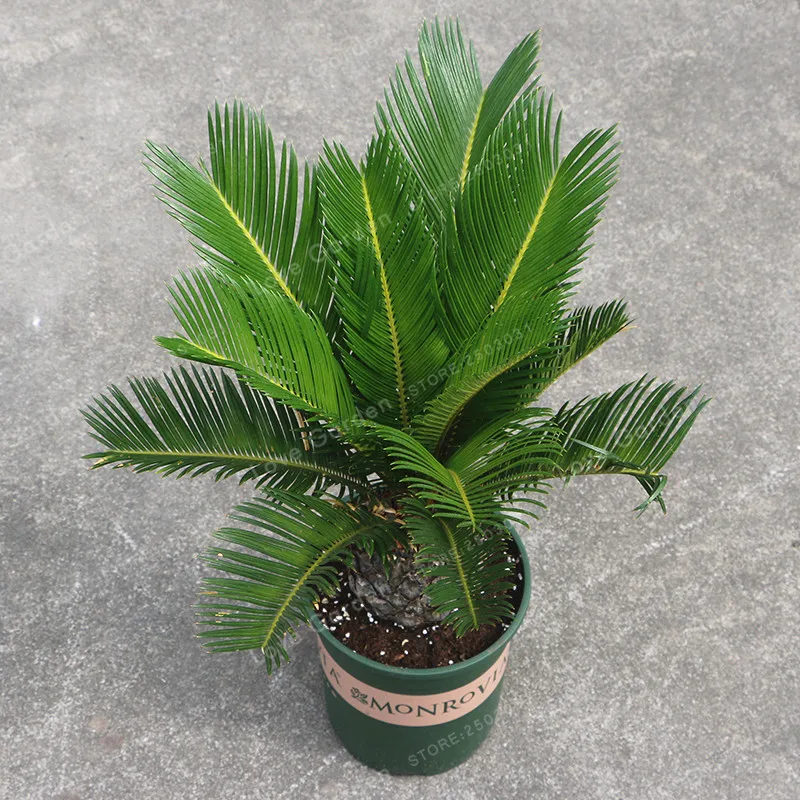 Cycas бонсай в горшках посадка на балконе мешок цветок Cycads дерево для дома сад