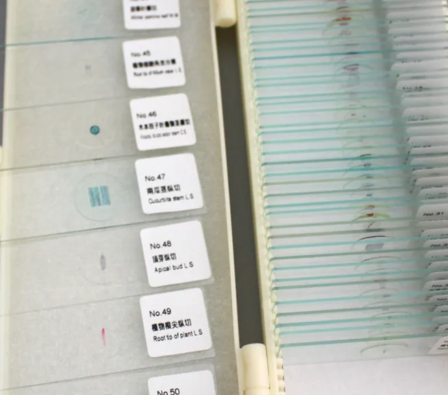 

Junior high school microscope slides experimental slides 50 pieces set