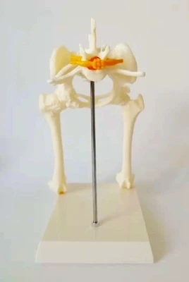 

Model of dog hip joint dog skeleton Veterinary teaching aids Animal model free shipping