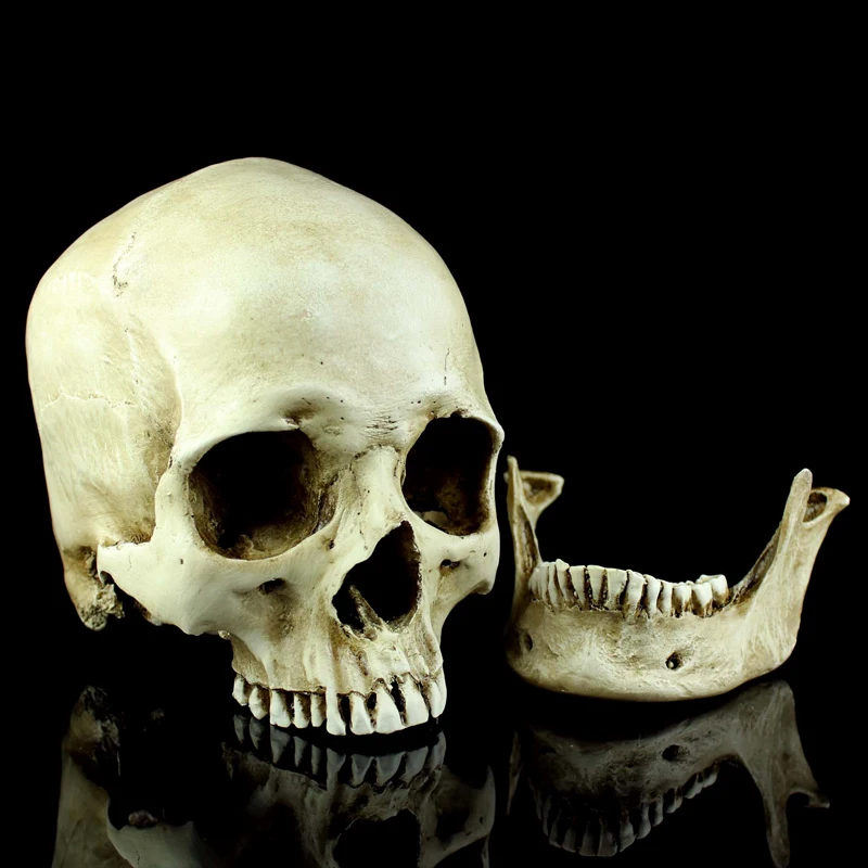 Моделирование черепа человека в виде ужаса натуральную величину 1: 1 модель