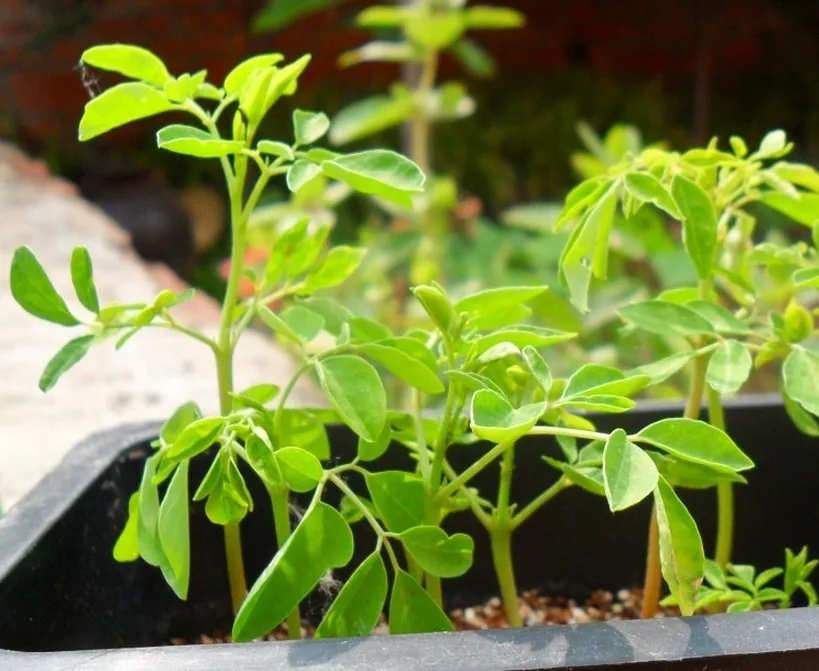 10 шт./пакет Moringa Семена Моринги, Редьки Масличной дерево моринга, съедобные голень дерево бонсай растения для дома и сада