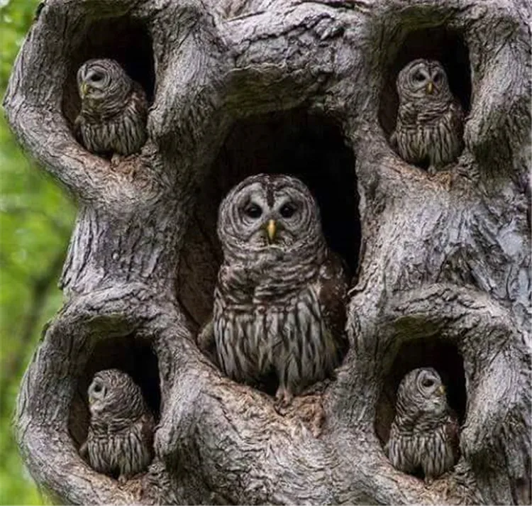 Алмазная 5D Вышивка Сова в дереве | Дом и сад