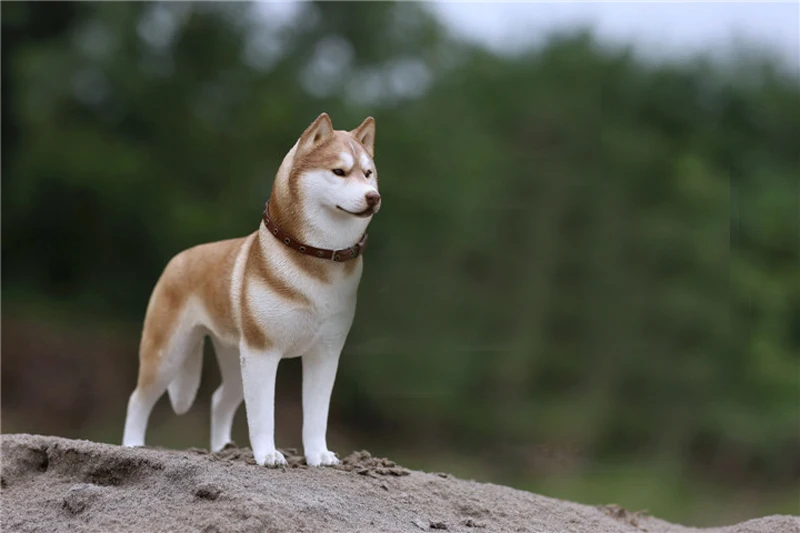 Модель Mnotht 1/6, модель Siberian Husky, игрушки для моделирования, модель собаки для 12 дюймов, фигурка, игрушка l30, коллекция, хобби, PRE-SALE