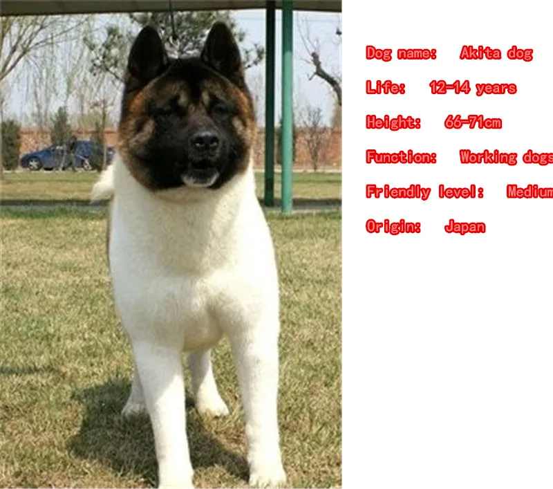 Изящное японское ожерелье Akita кулон с изображением собаки животных позолоченное