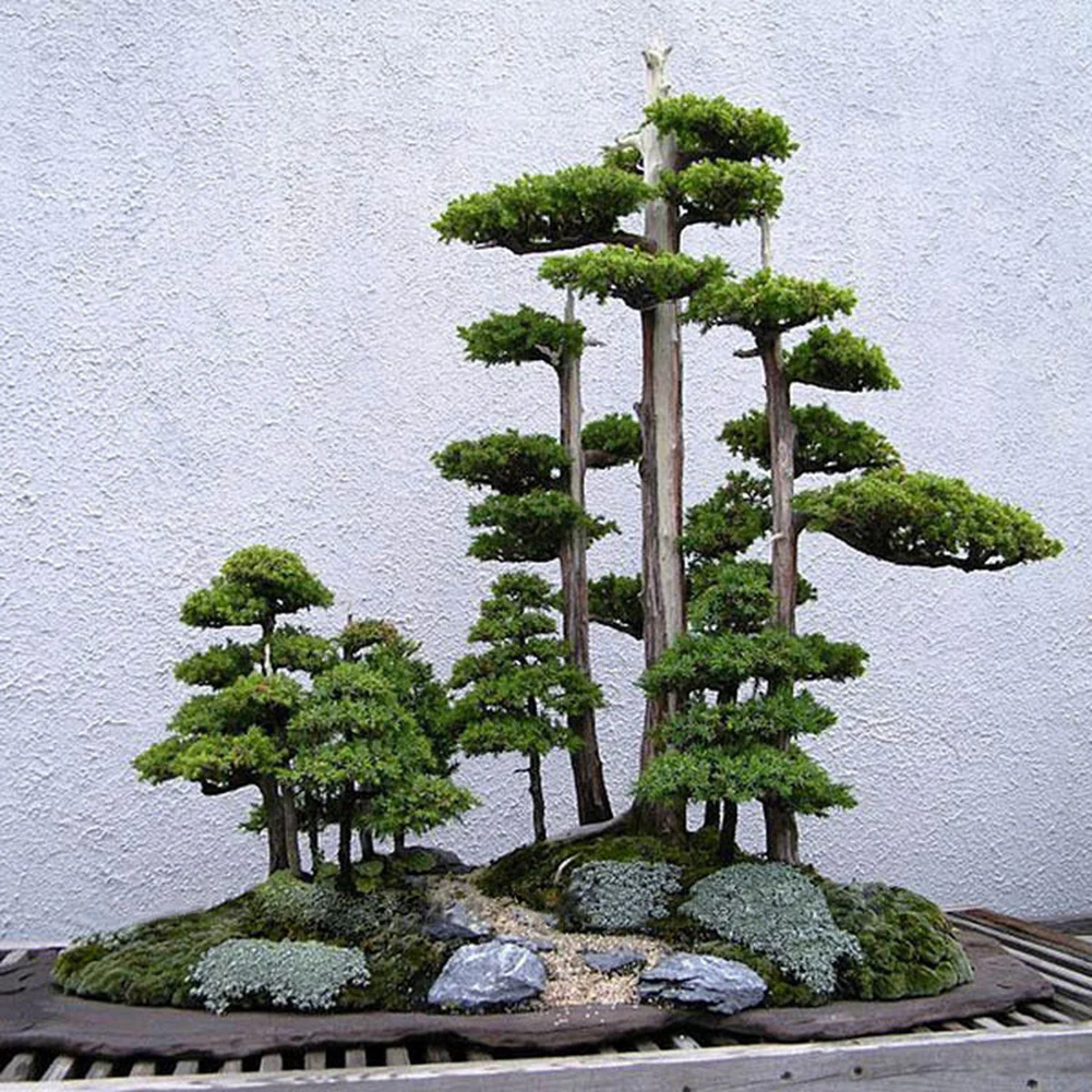 20 шт. японский белый сосновый Pinus Parviflora зеленый набор растений мини дерево бонсай семена Доступные изысканные украшения для дома