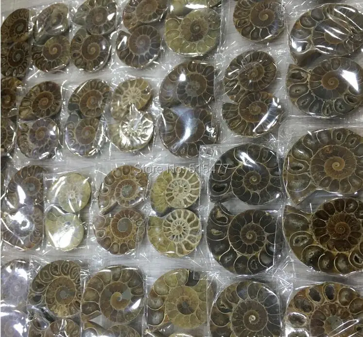 

very rainbow 675g 24 Pair Half Cut Ammonite Shell Jurrassic Fossil Specimen Madagascar