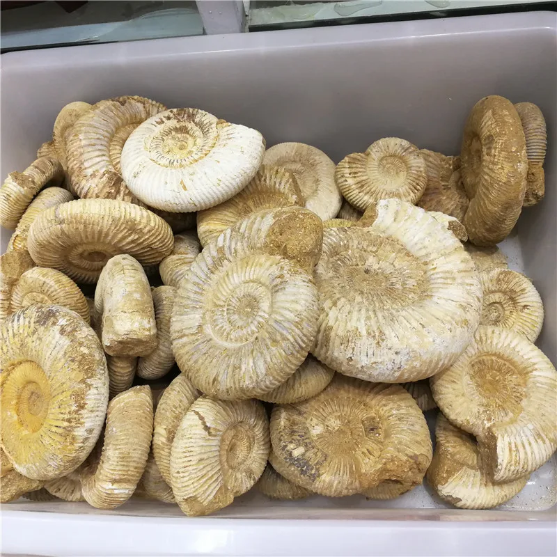 1 кг(2.2LB) натуральные доувиллейцеры аммонита окаменелой раковины Африки, цена