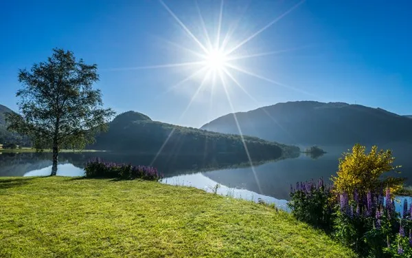 Виджесаа рогаланд Норвежское озеро дерево цветы люпины солнечный красивый
