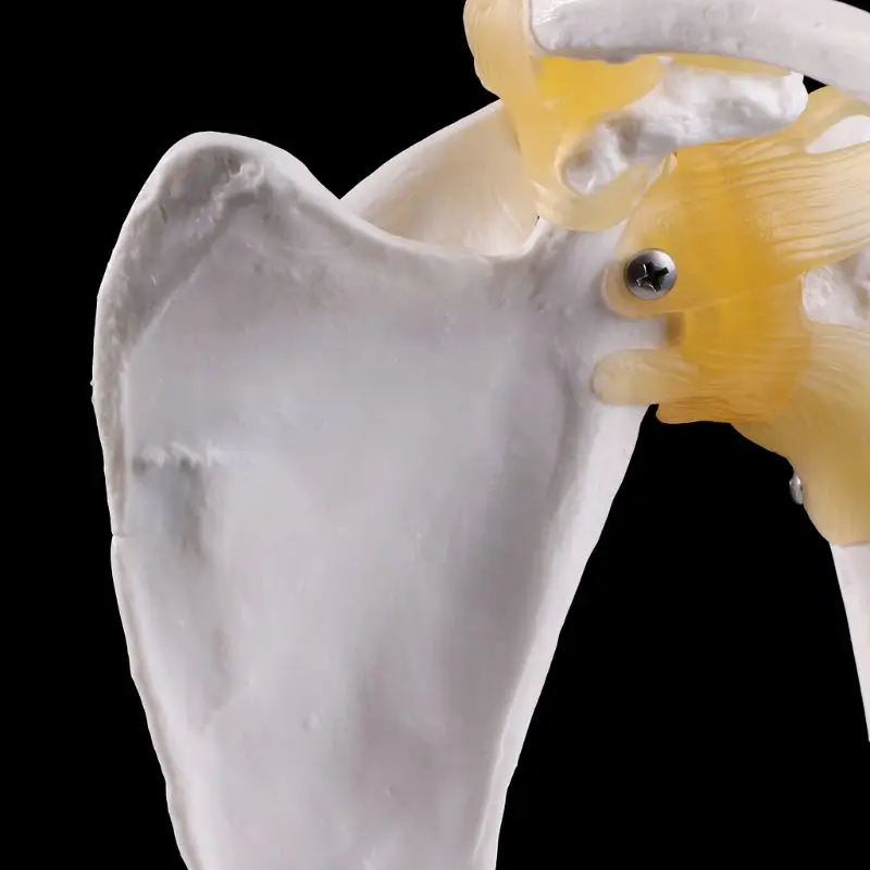 Функциональный анатомический жизненный размер человеческий Скелет плечевого