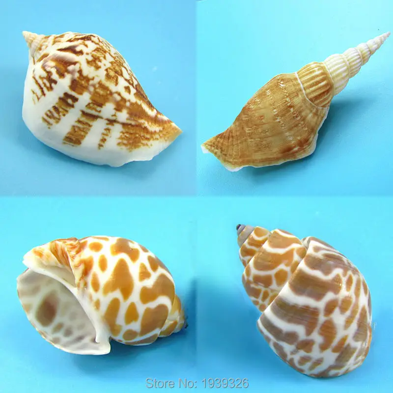 2 7 см белый желтый раковины натуральный пляж моря ремесла аквариум украшения для