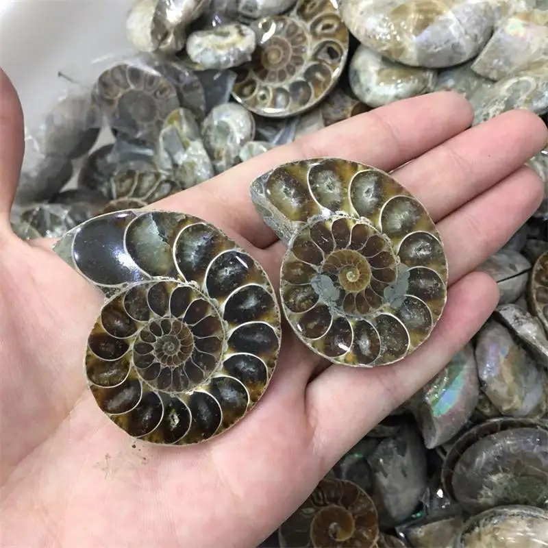 Природные парные окаменелости аммония оптовая продажа раковина окаменелая
