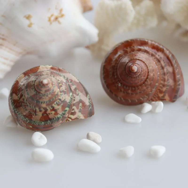 Бесплатная доставка (1 шт./лот) коричневая раковина кошачий глаз натуральная и