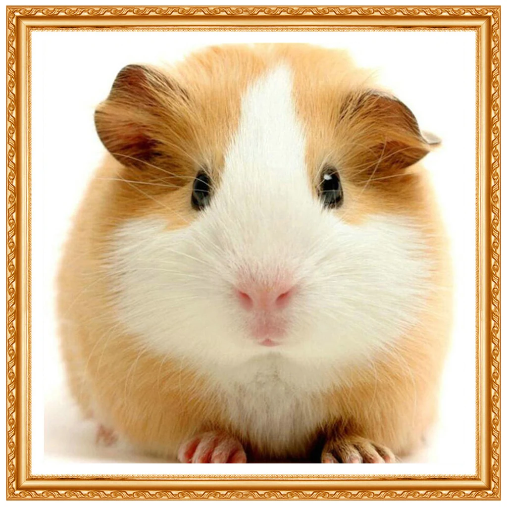 Diy Алмазная вышивка крестиком Cavia Porcellus полная круглая морская свинка животные