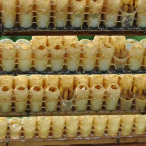 50 шт. пчелиный инструмент, белая чашка матового желе с двухрядными 63 отверстиями для производства матового желе