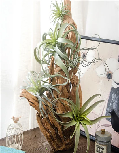 Детские хлопковые конфеты bulbosa искусственный осьминог искусственное растение