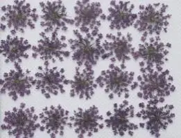 250 шт прессованный высушенный цветок Ammi Majus сухие растения для эпоксидной смолы кулон ожерелье Изготовление ювелирных изделий ремесло DIY аксессуары - Цвет: Сливовый