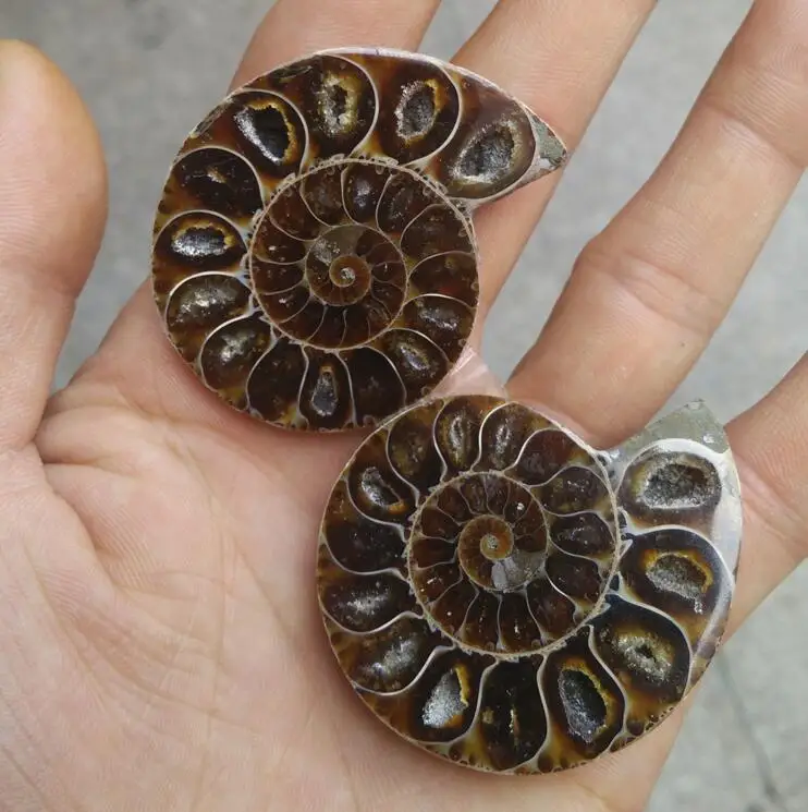Ископаемые образцы раковины из аммонита для заживления минералов | Дом и сад