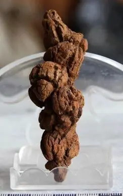 3 4 дюйма копролитовый или динозавр большие ископаемые какалы|dungs| |