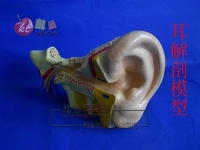 biological equipment teaching instrument ear anatomical model free shipping