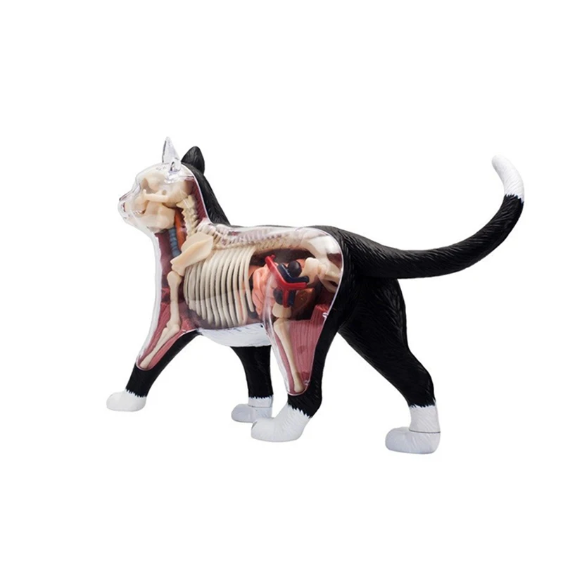 4D Master Cat пазл сборная Игрушка Животные биология орган анатомическая модель