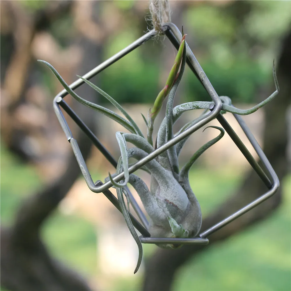 Креативный современный стиль Садоводство суккулентный подвесной Плантатор