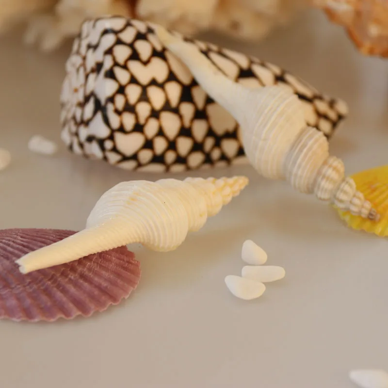 Бесплатная доставка (5 шт./лот) Шпиндель сасбери натуральная оболочка и ракушка