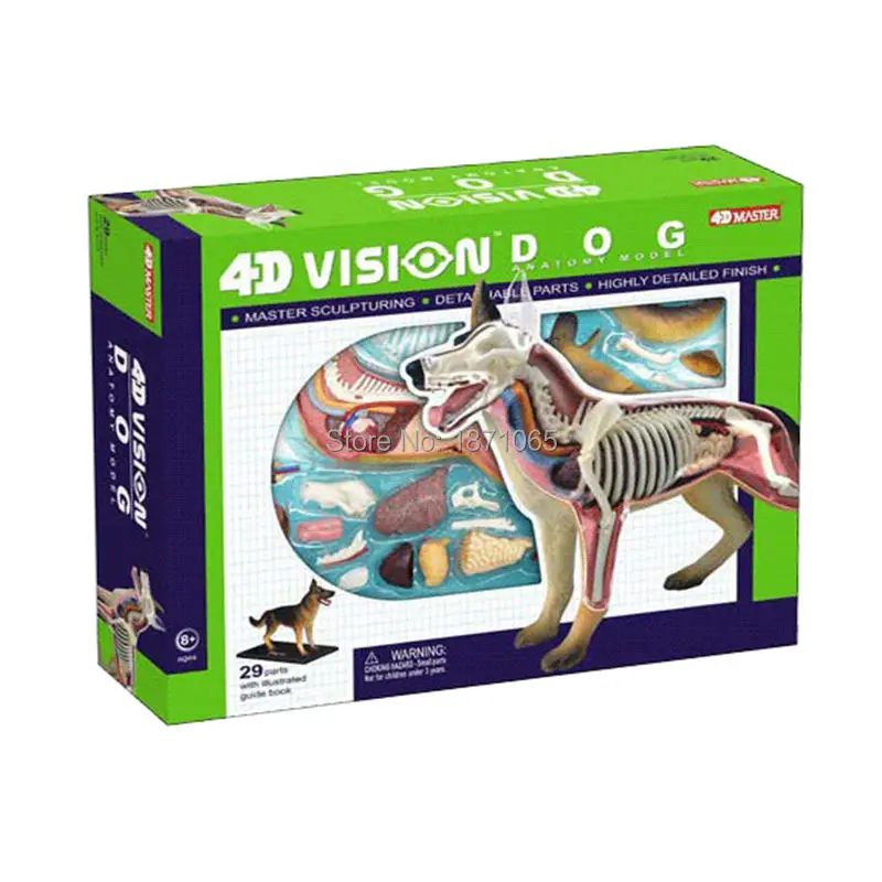 4D Магическая собака анатомическая модель игрушки скелет кости объемная научная