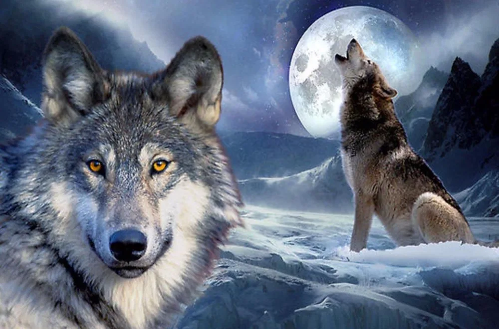 White wolf highland wild natural animal male dormitory wall stickers background decoration creative posters 40 x 24 &quot21x13&quot - 04 | Дом и