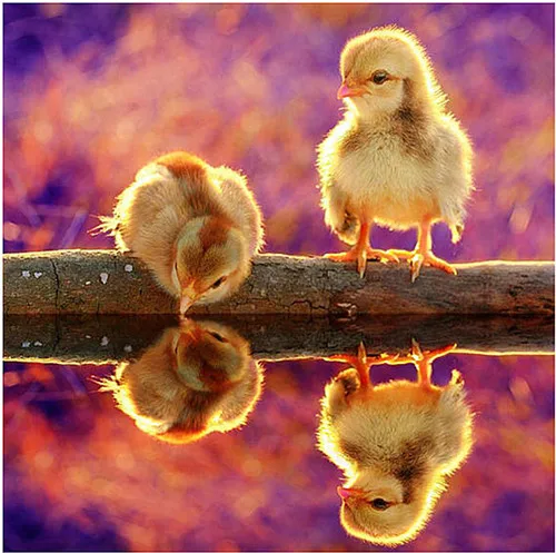 Детские цыплята милые птицы DIY Алмазная картина животные 5D Вышивка крестом узор