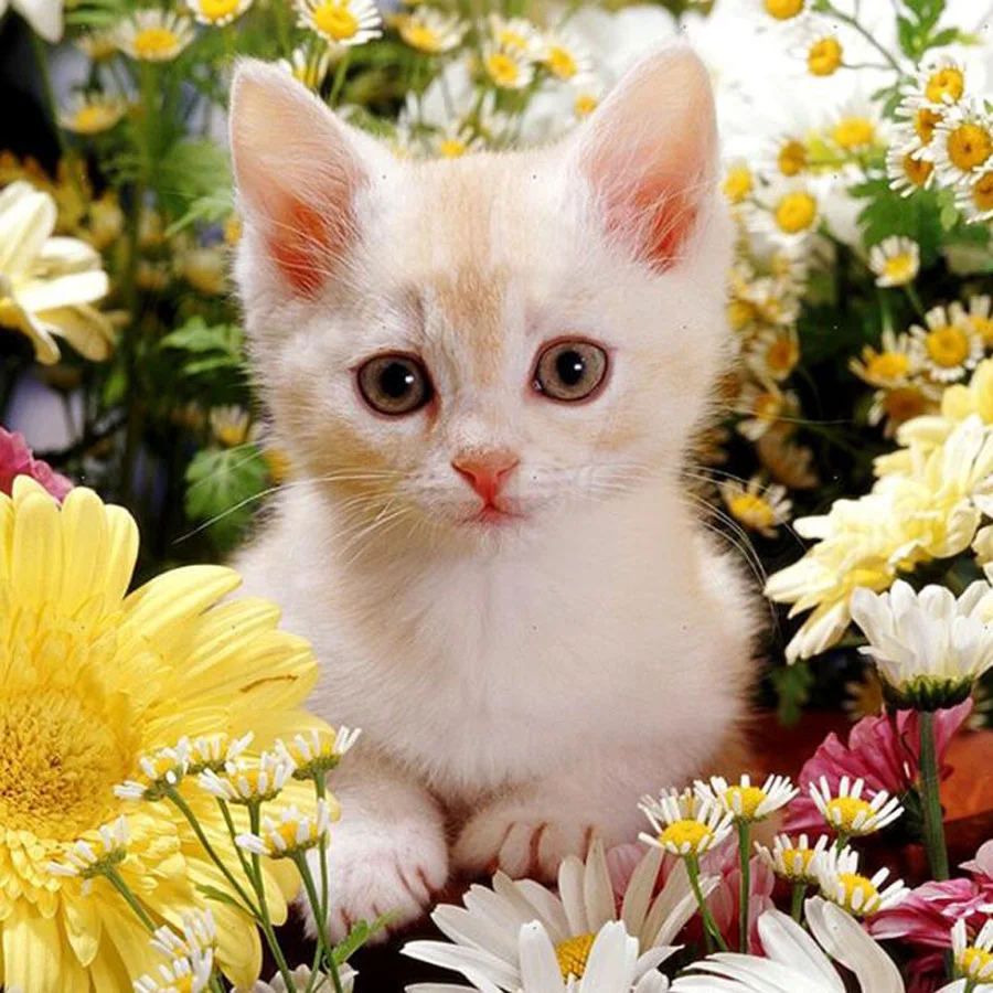 Стразы изображения котят для детей Алмазная Вышивка Кот цветок вышивка