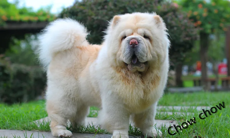 Новое поступление оптовая продажа ожерелья с надписью love chow|gifts for friends|necklace