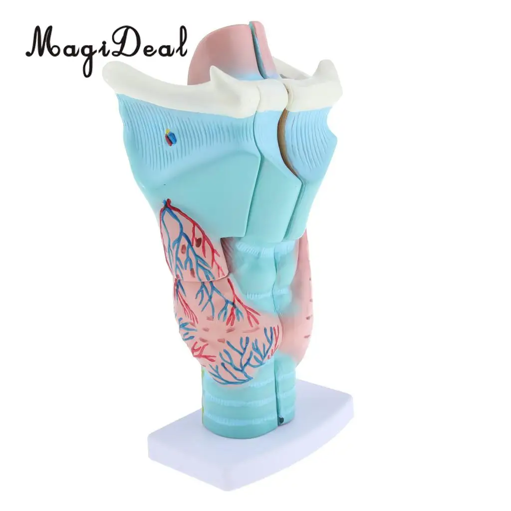3x Magnified Human Larynx Anatomical Model Medical Anatomy Throat Lab Display 3 Parts Detachable | Дом и сад