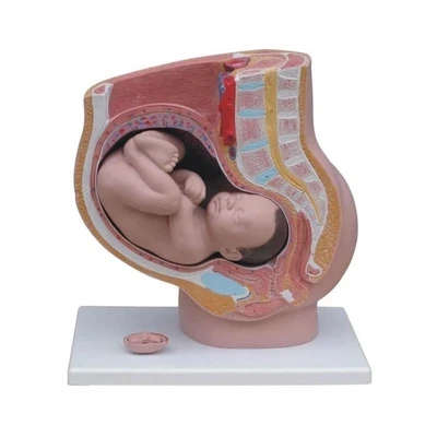 Female pregnancy sagittal anatomical model Female production demonstration with fetus free shipping