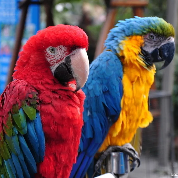 Blue-and-Yellow Maca Gingerain одежда с птицами попугай подгузник коричневый пуленепробиваемый жилет ручной работы на заказ птичий подгузник коричневый пуленепробиваемый жилет - Цвет: Blue-and-Yellow Maca