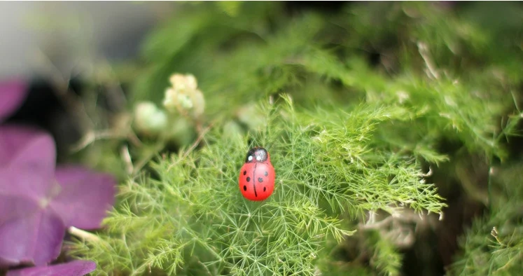 50 шт. самоклеящиеся деревянные пуговицы божья коровка|Пуговицы| |