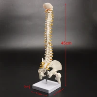human spine bone skeleton model 45cm sitting posture model for medical rehabilitation training spine model human spine model