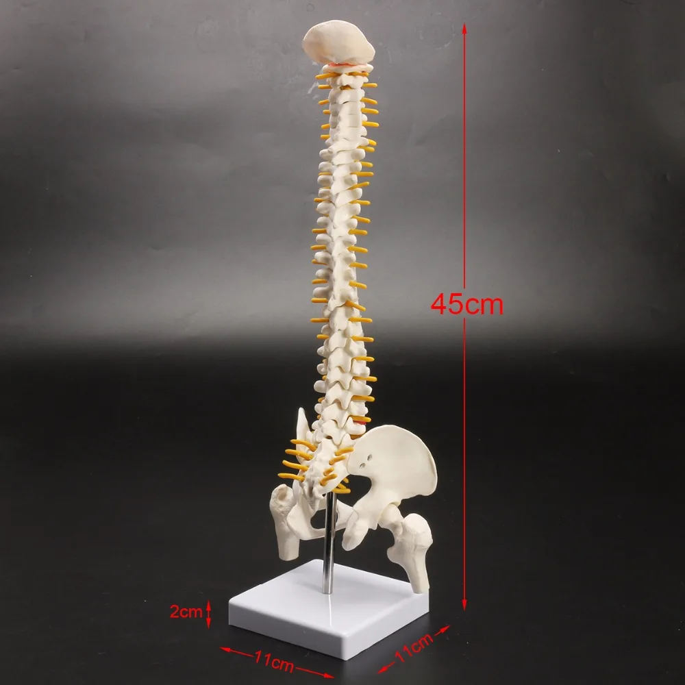Фото Модель скелета позвоночника 45 см модель осанки для медицинской реабилитации