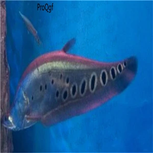 Ngryise 50 Шт Набор Aplocheilichthys Normani - Цвет: Notopterus chitala