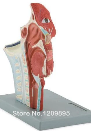 Head vein model cephalosome neck anatomical free shipping | Канцтовары для офиса и дома