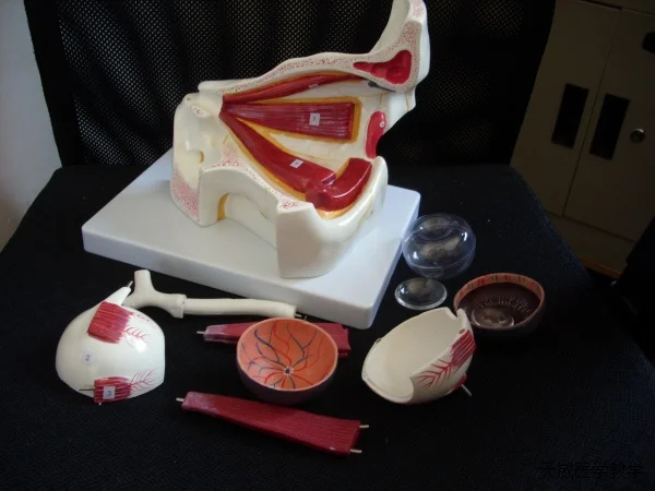 Орбитальная модель для увеличения глаз в 3 раза 10 деталей анатомическая очков